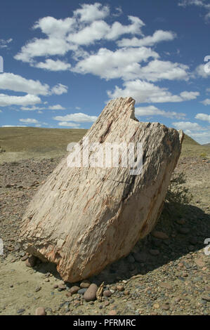 L'Argentine, Patagonie, près de Sarmiento, Bosque Petrificado Jose Ormachea (Jose Ormachea) Forêt Pétrifiée, tronc d'arbre pétrifié dans nature reserve Banque D'Images