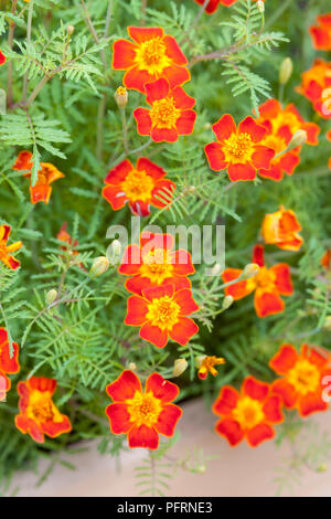 Orange et jaune coloré Tagetes patula (oeillet) Fleurs et bourgeons, close-up Banque D'Images