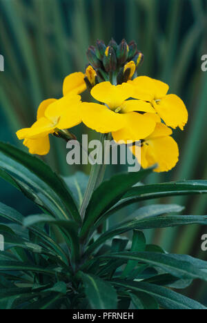 L'Erysimum 'Bredon' (jaune), Wallflower flowerhead composé de fleurs et de bourgeons et feuilles vert foncé, close-up Banque D'Images