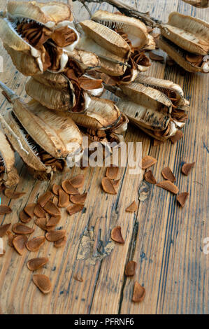 Fritillaria imperialis (couronne impériale, Kaiser's Crown), capsules séchées et graines sur table en bois, close-up Banque D'Images