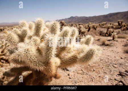 États-unis, Californie, Joshua Tree National Park, Cholla cactus (Cactus Cholla au jardin, close-up Banque D'Images
