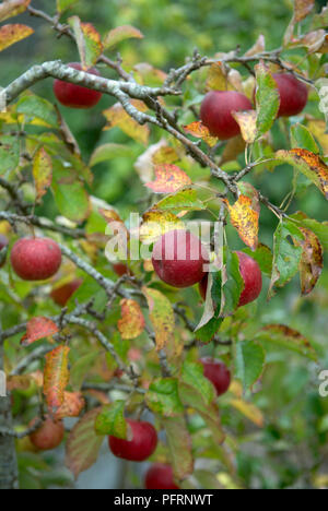 Fruits rouges Malus domestica 'Crown Gold' (pommes) sur une branche avec des feuilles, close-up Banque D'Images