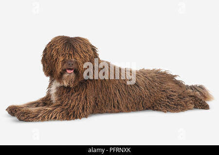 Haletant brown et blanc curly-coated chien d'eau Espagnol (Perro de Agua Espanol) couché Banque D'Images