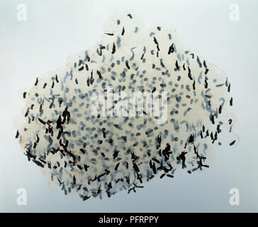 Frai de grenouille Banque D'Images