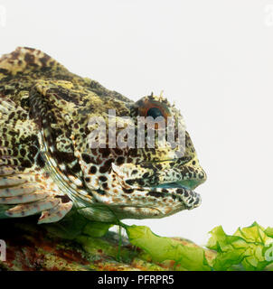 Chef de la mer à épine courte scorpion (Myoxocephalus scorpius), profil Banque D'Images