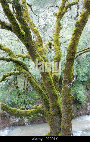 États-unis, Californie, vieil arbre couvert de mousse, par le côté d'une rivière Banque D'Images
