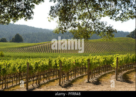 États-unis, Californie, dans le comté de Mendocino, Navarro Vineyards dans Anderson Valley Banque D'Images