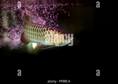 Golden dragon ou poisson arowana poisson dans fish tank isolé Banque D'Images