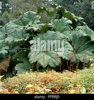 (Gunnera manicata rhubarbe géante) croissant dans un jardin Banque D'Images