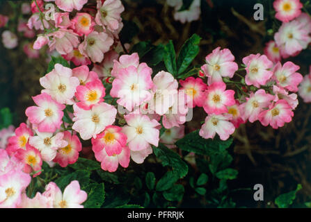 Rosa Polyantha 'Ballerina' (rose), fleurs roses et blanches Banque D'Images