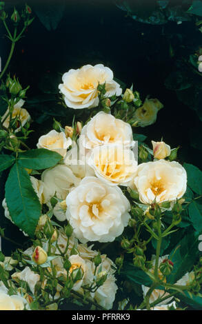 Crème-jaune des fleurs et des feuilles de Rosa '' Cependant, un type de cluster fleur rose bush Banque D'Images