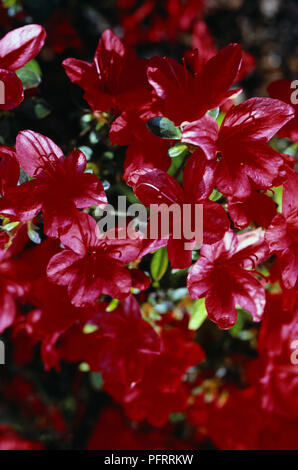Rhododendron 'John Cairns' avec des fleurs rouges, close-up Banque D'Images