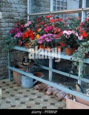 Variété de plantes en pots sur le rassemblement dans les émissions, y compris le bégonia rouge, rose fuchsia, rose Impatiens (Busy Lizzie), et Ivy Banque D'Images