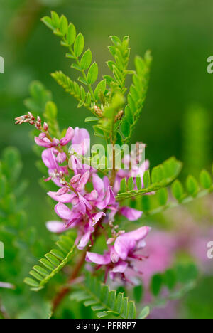 Indigofera heterantha, close-up sur les feuilles et fleurs roses Banque D'Images