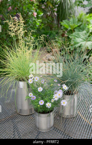 Festuca glauca fétuque (bleu), Aster (Michaelmas Daisy) et de l'herbe en pots improvisés fabriqués à partir de boîtes de conserve sur la table dans le jardin Banque D'Images