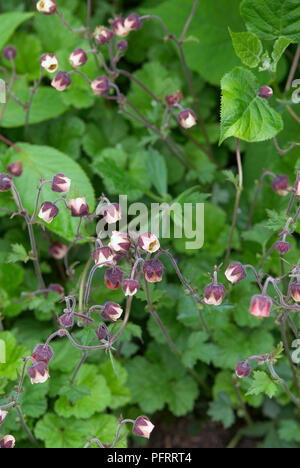 Geum rivale (eau Avens) avec des fleurs qui sortent d'un signe de bourgeons sur de longues tiges, et feuilles vertes, close-up Banque D'Images