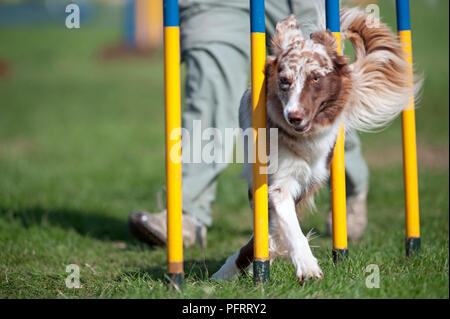 Border Collie participant au concours d'agility Banque D'Images