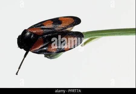 (Froghopper Cercopis vulnerata) sur une tige de la plante Banque D'Images