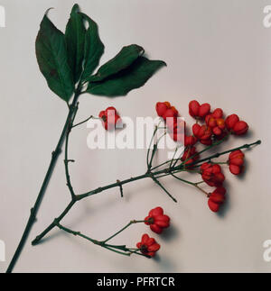 Euonymus (broche) boutures de tiges avec des fruits rouges et de feuilles vert foncé, close-up Banque D'Images