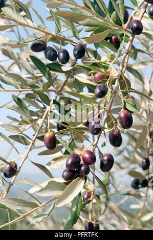 France, mûr et le mûrissement des olives noires sur la succursale de Montefalco olive grove, close-up Banque D'Images