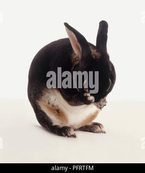 Netherland Dwarf lapin (Oryctolagus cuniculus) nettoyage sa Banque D'Images