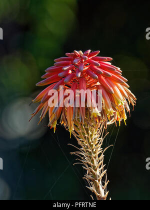 Fleur de cactus, Red Hot Poker Kniphofia Banque D'Images
