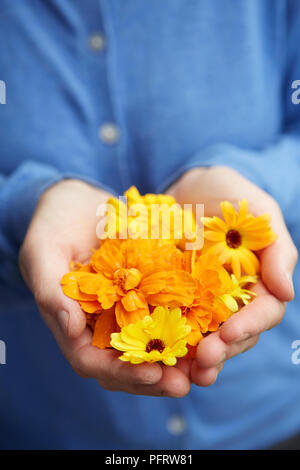 Man holding Calendula (Souci officinal) fleurs en creux des mains Banque D'Images