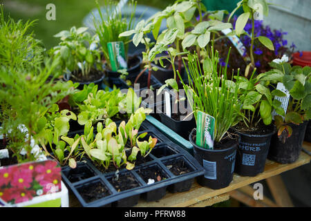 La sélection de plantes et plants pour être planté in allotment Banque D'Images