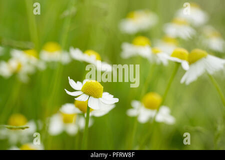 Fleurs de camomille Banque D'Images