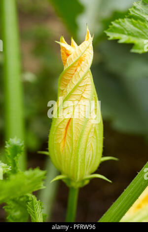 Fleur de courgette biodynamique Banque D'Images