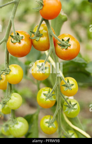 Les plants de tomates biodynamique Banque D'Images