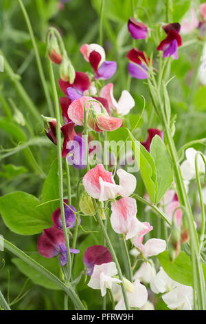 Lathyrus odoratus (pois de fleurs) Banque D'Images