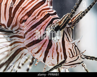 Red Lion (Pterois volitans) Poisson montrant close-up de l'œil et de corps à rayures Banque D'Images