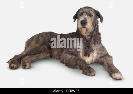 Irish Wolfhound, 21 mois chien, brindle Banque D'Images