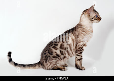 Bengal rosette brun aux yeux bleus, assis, side view Banque D'Images