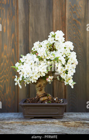 Bonsai POMMIER Malus, à fleurs blanches, arbre de bonzaies Banque D'Images