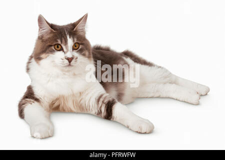 Kurilian Longhair cat Banque D'Images