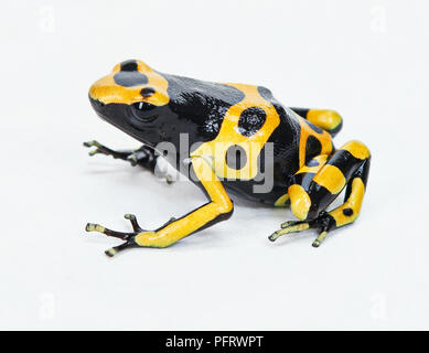 Bumblebee posion dart frog Banque D'Images