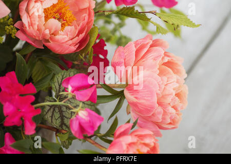 Pivoines Banque D'Images