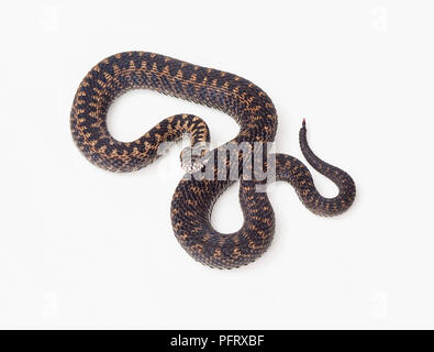 Adder, Vipera berus Banque D'Images