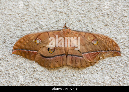 Papillon de soie Antheraea yamamai japonais Banque D'Images