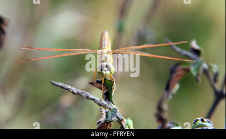 Dragonflay est sur les rameaux. Banque D'Images