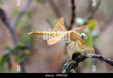 Dragonflay est sur les rameaux. Banque D'Images