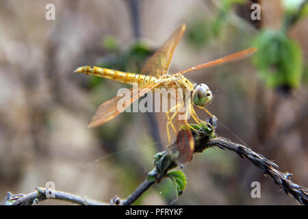 Dragonflay est sur les rameaux. Banque D'Images