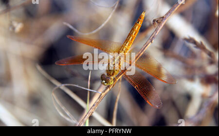 Dragonflay est sur les rameaux. Banque D'Images