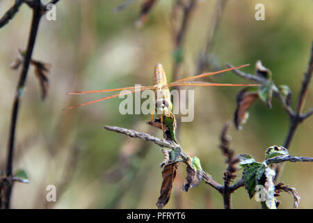 Dragonflay est sur les rameaux. Banque D'Images