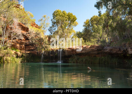 Turqouise et ad piscine Cascade. streaming au Fern Pool, Dales Gorge, NP Karijini, WA, Australie, Océanie Banque D'Images