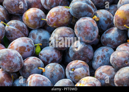 Vue de dessus de l'arrière-plan ou de prunes bio damson, propre jardin ou du marché. Banque D'Images