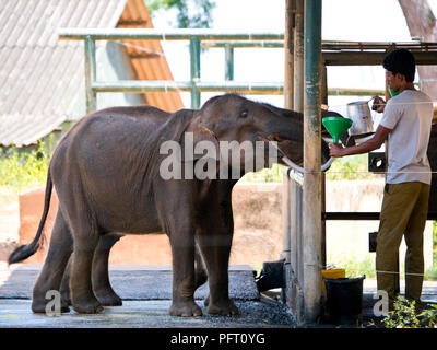 Vue horizontale d'éléphants à la station d'alimentation à Tangalla, Sri Lanka. Banque D'Images