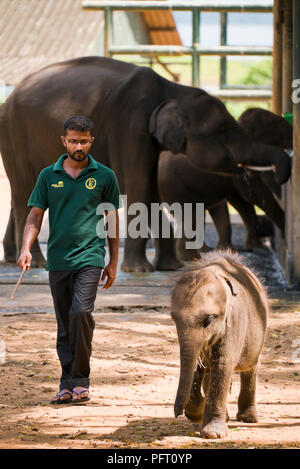 Vue verticale d'un petit éléphant nouveau-né à la station d'alimentation à Tangalla, Sri Lanka. Banque D'Images